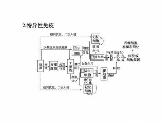 特异性免疫过程（特异性免疫过程概念图）-图3