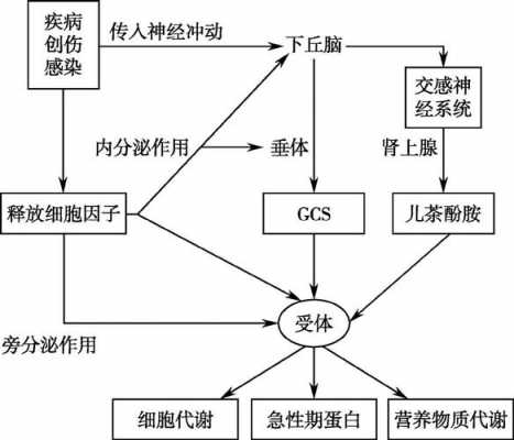 应激的过程（应激的过程模型包括哪些）-图2