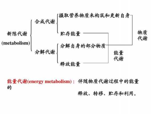 机体在物质代谢过程（机体在物质代谢过程中伴随着能量的释放储存转移和利用）-图2