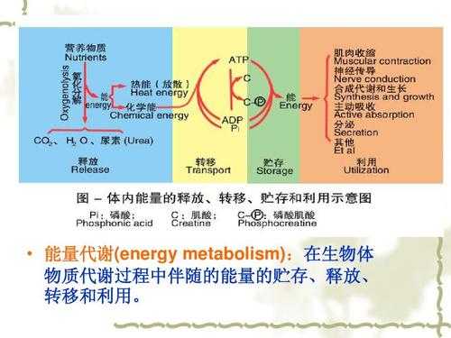 机体在物质代谢过程（机体在物质代谢过程中伴随着能量的释放储存转移和利用）-图3