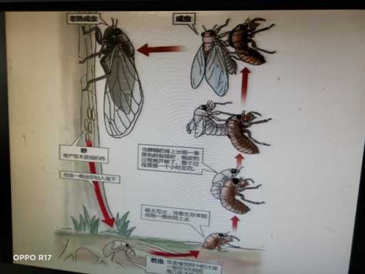 蝉脱变的过程（蝉脱变的过程是什么）-图1