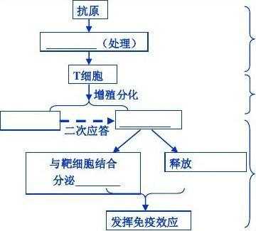 概述细胞免疫的过程（细胞免疫过程流程图）-图3