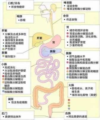 药物人体吸收过程（药物人体吸收过程包括）-图2