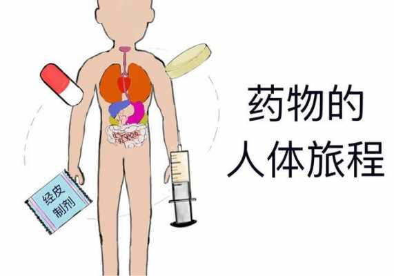 药物人体吸收过程（药物人体吸收过程包括）-图3