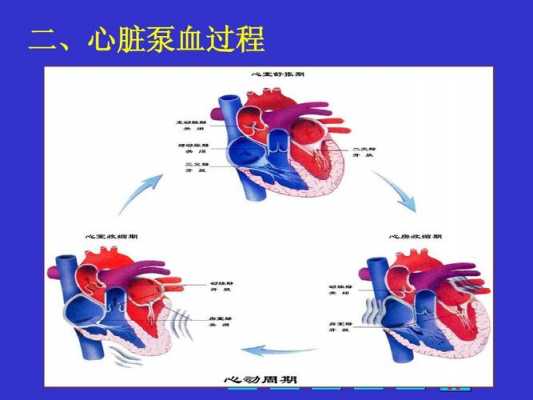 心脏全身泵血过程（心脏全身泵血过程图）-图1