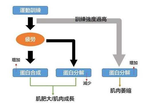 肌肉形成的过程（肌肉形成的过程有哪些）-图2