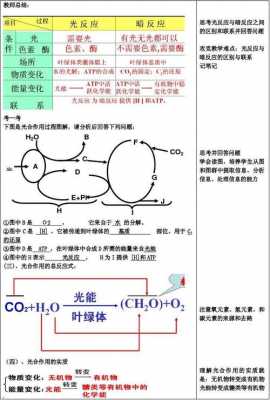 光合作用的过程说课稿（光合作用过程教案试讲）-图1