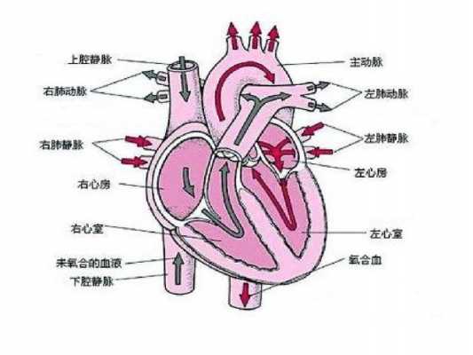 动物心脏循环过程（动物心脏循环过程图片）-图1