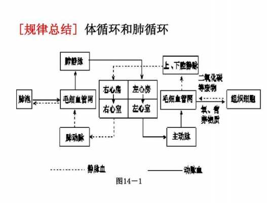 动物心脏循环过程（动物心脏循环过程图片）-图2