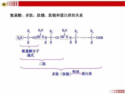 肽键形成过程图（肽键的形成场所）-图1