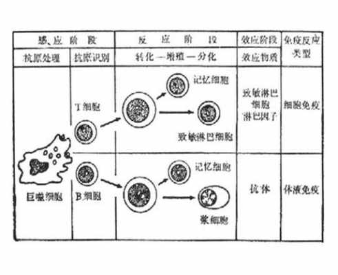 详述免疫应答的过程（简述免疫应答的基本过程及各阶段的主要任务）-图1