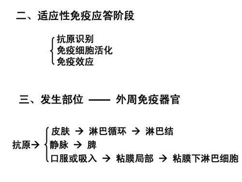 详述免疫应答的过程（简述免疫应答的基本过程及各阶段的主要任务）-图2