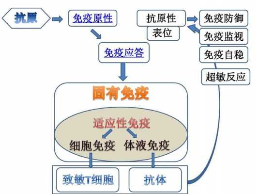 详述免疫应答的过程（简述免疫应答的基本过程及各阶段的主要任务）-图3