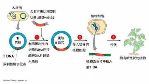 植物转基因技术过程（植物转基因的基本技术路线）-图1