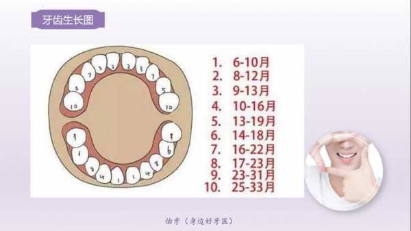 牙齿的生长过程（牙齿的生长过程怎么画）-图1