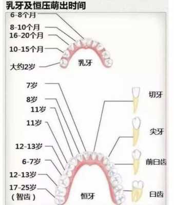 牙齿的生长过程（牙齿的生长过程怎么画）-图2