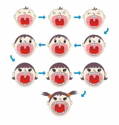 牙齿的生长过程（牙齿的生长过程怎么画）-图3