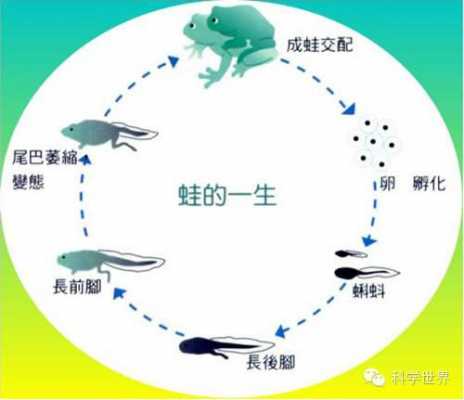 蛙的发育过程（蛙的发育过程是完全变态发育吗）-图1