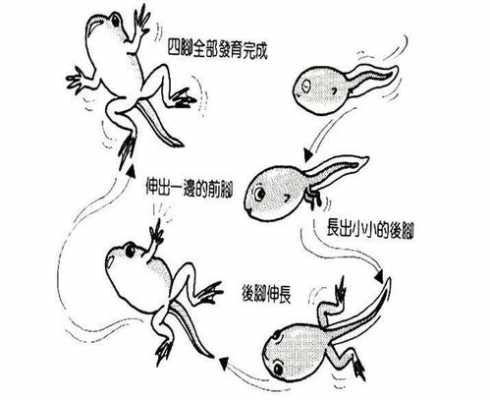 生命孕育过程文字（生命孕育过程简笔画）-图1