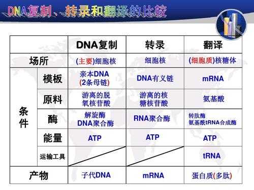 高中dna复制过程（高中生物dna复制计算公式）-图1