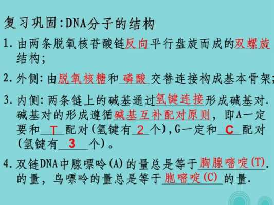 高中dna复制过程（高中生物dna复制计算公式）-图3