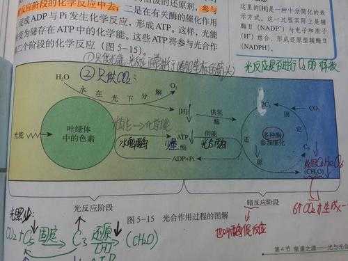 光合作用的光反应过程（光合作用光反应过程视频）-图1