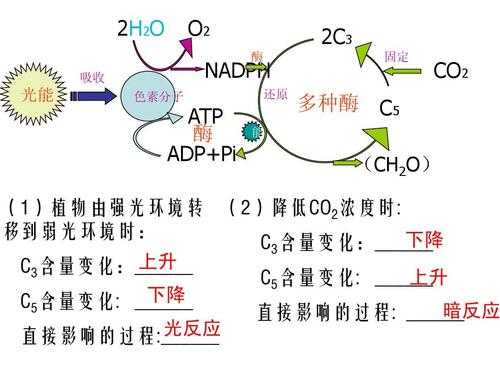 光合作用的光反应过程（光合作用光反应过程视频）-图2