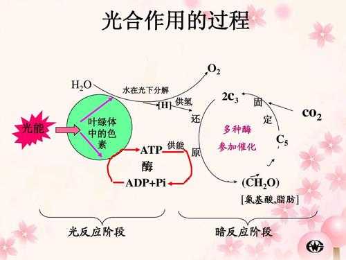 光合作用的光反应过程（光合作用光反应过程视频）-图3