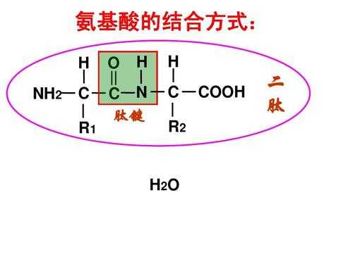 肽键合成过程（肽键的生成）-图3