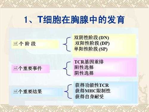 t细胞在胸腺内发育的过程（t细胞在胸腺内发育的过程包括）-图3