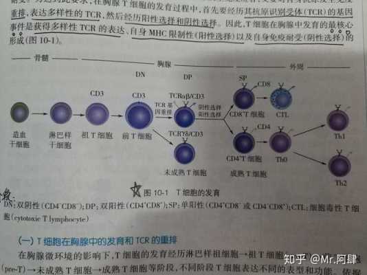 t细胞在胸腺内发育的过程（t细胞在胸腺内发育的过程包括）-图2