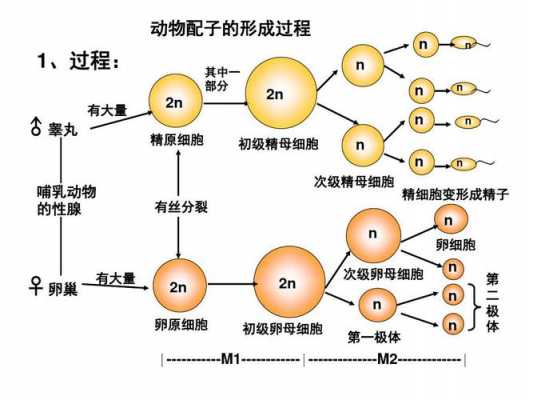 配子的形成过程时期（配子的形成过程视频）-图1