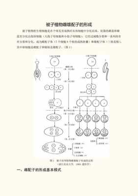 配子的形成过程时期（配子的形成过程视频）-图3