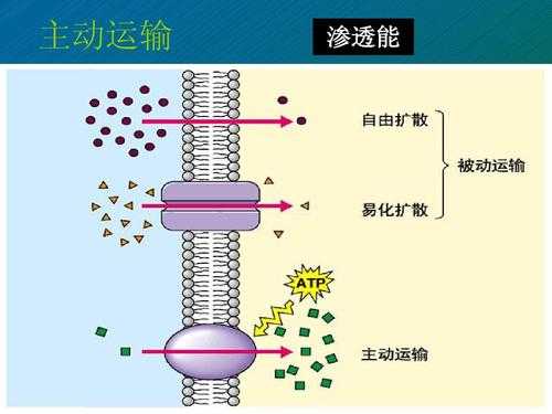 主动运输过程（主动运输过程中需要载体蛋白协助和atp提供能量）-图1