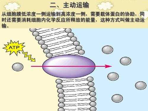 主动运输过程（主动运输过程中需要载体蛋白协助和atp提供能量）-图2