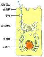 分泌蛋白在分泌过程中（分泌蛋白在分泌过程中的作用）-图1