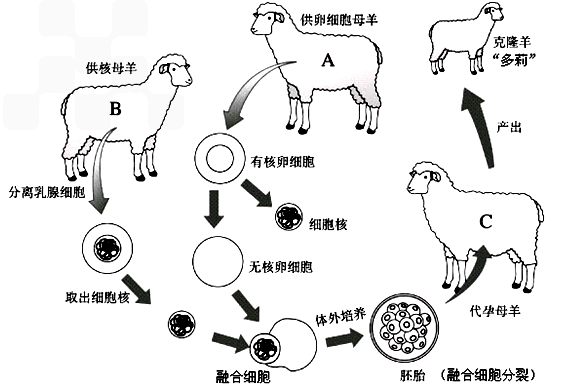 克隆羊多莉产生过程（克隆羊多莉产生过程示意图）-图2