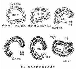 简述人体胚胎发育过程（人体胚胎发育过程中有原肠腔吗）-图2