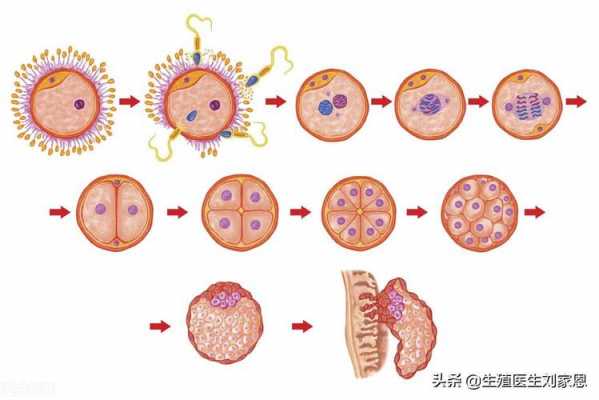 试管囊胚着床过程（试管囊胚着床过程图解）-图1