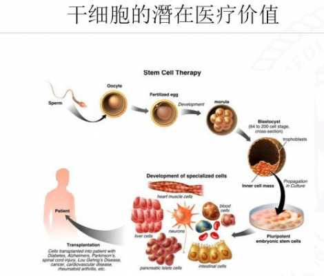 输入干细胞过程（输入干细胞过程视频）-图3