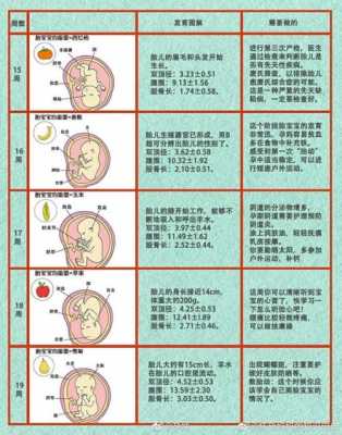 怀孕后宝宝的发育过程（怀孕后宝宝的发育过程图）-图3