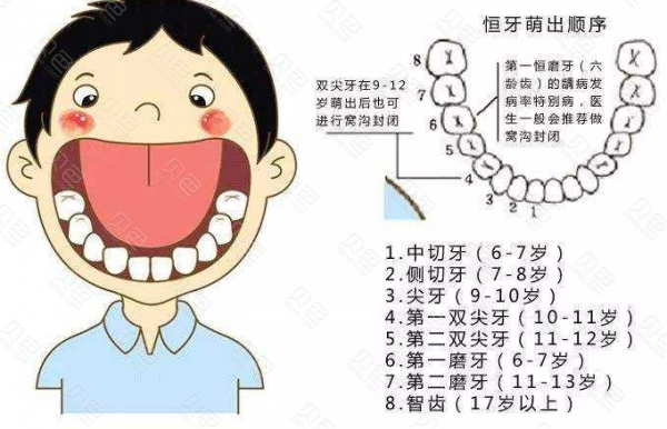 分牙齿过程（牙齿分家）-图1