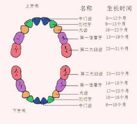 分牙齿过程（牙齿分家）-图3