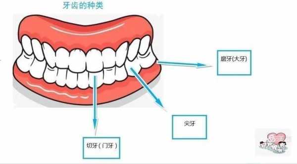 分牙齿过程（牙齿分家）-图2