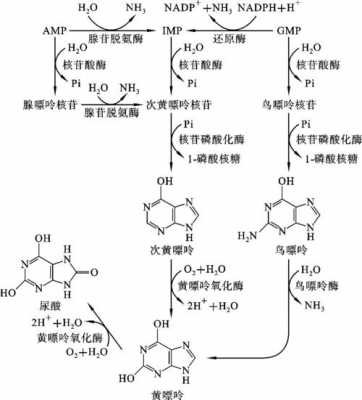 嘌呤嘧啶合成过程（嘌呤嘧啶核苷酸从头合成途径）-图2