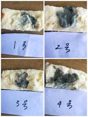 面包发霉过程科学（面包发霉过程科学原理）-图3