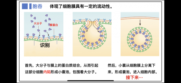 胞吞具体过程（胞吞过程图）-图1