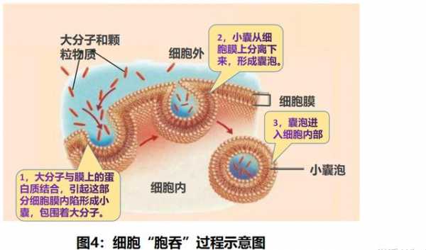 胞吞具体过程（胞吞过程图）-图2