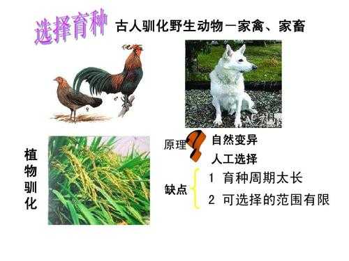 家畜驯化成的过程（家畜驯化史纪录片）-图3