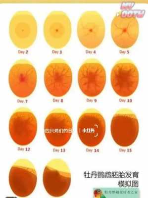 鹦鹉蛋变化过程（鹦鹉蛋的变化）-图2